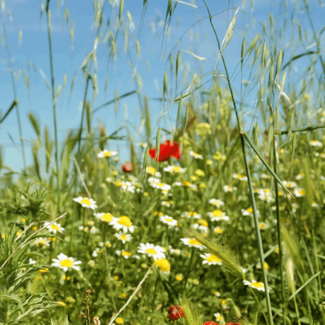 wild flower grass