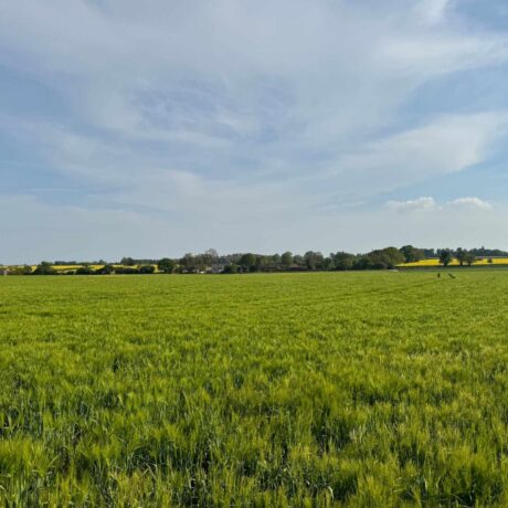 Image of Land at White Heath Road, Bergh Apton, Norfolk