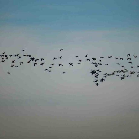 Image of birds flying in the sky
